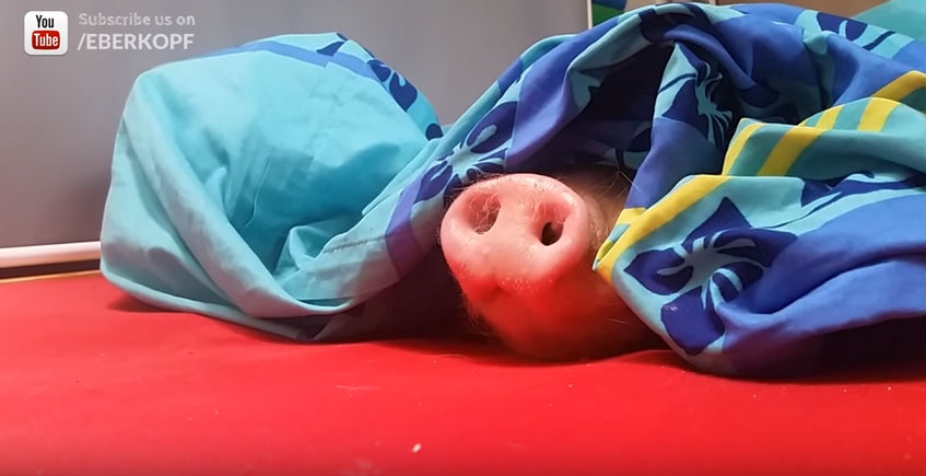 這隻小豬豬每天睡到超晚都不肯起床，但當你把他最愛的東西放靠近他豬鼻子時發生的「微動作」會可愛到你以後不捨得吃...