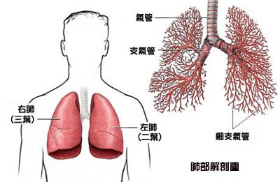 內臟越乾淨，疾病越少！教你最有效的「有機清潔法」