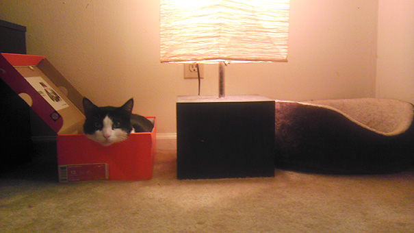 貓咪的神邏輯！15+照片告訴你「其實，你可以不用買這麼多」貓咪用品，超中肯！