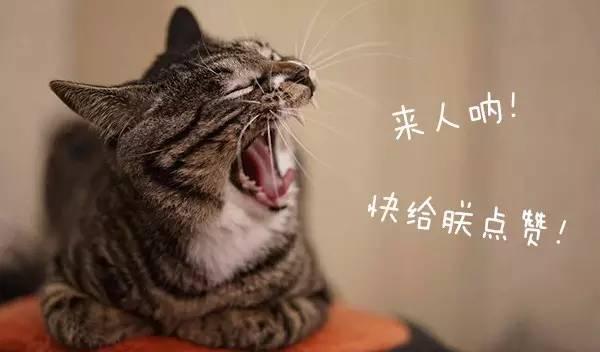 忍住！人類食物是人類的，再好的汪也不分享！