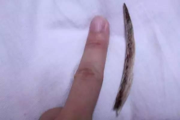 忍住！人類食物是人類的，再好的汪也不分享！
