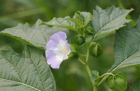 生在農村，天天踩它，卻不知它的功效這麼神奇