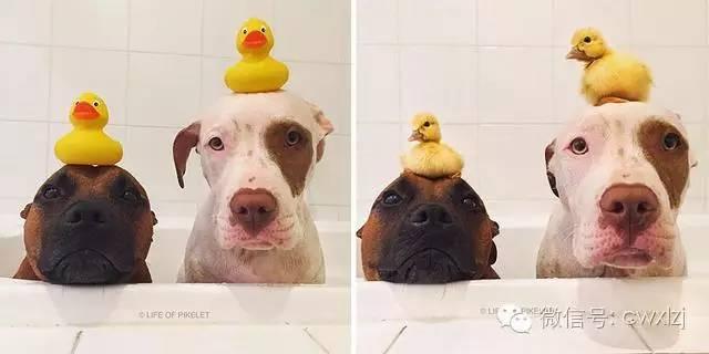 兩隻狗+兩隻鴨，這個奇妙的組合在一起會發生什麼樣的故事