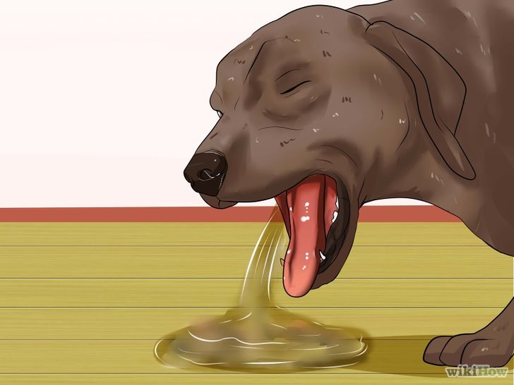 以Determine if a Dog Is Dehydrated Step 9为标题的图片