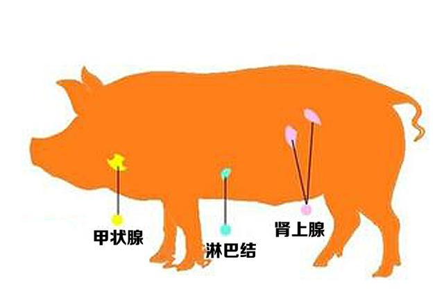 7大食物界的「毒瘤」，醫生都不敢吃，你卻冒死嘗試！