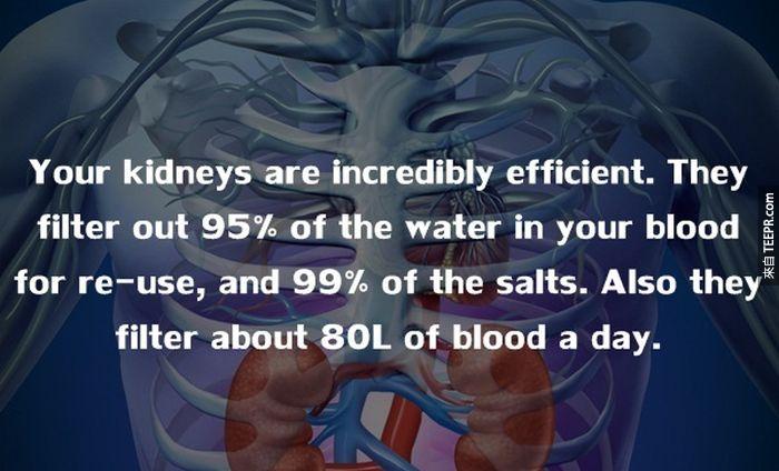 腎臟是一個高產值的器官，它過濾95%的水進入你的血液，另外也過濾99%的鹽份。一天血液的產量更高達80公升。
