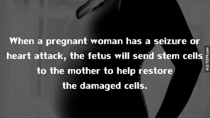 當孕婦心臟病發作時，腹中的胎兒會把幹細胞傳給媽媽，修復母親那些受損的細胞。