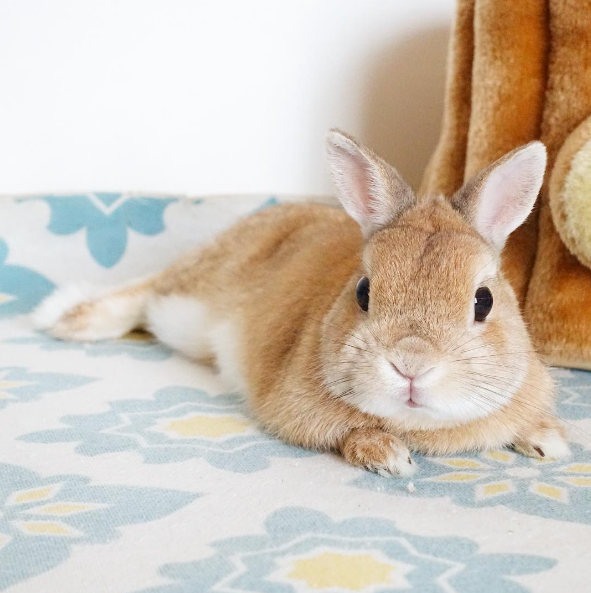 超療癒♡Instagram裡推薦的動物：兔子