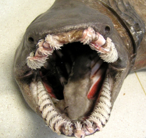 它的身体构造和其他普通的鱼不同,两侧有六条鳃裂,鳃间隔延长而褶皱