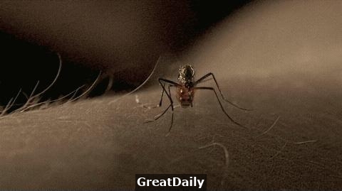 學幾招，夏天蚊子不猖狂