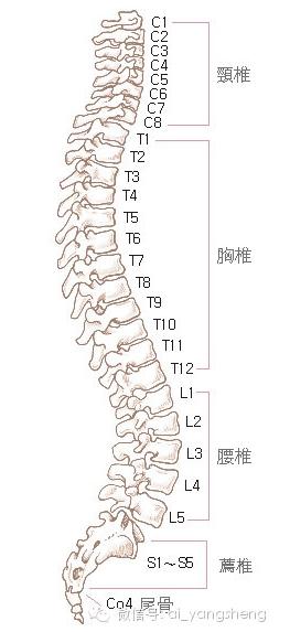 脊椎不好真痛苦，終於找到矯正脊椎好方法了！