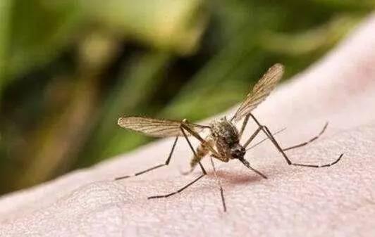 天熱蚊子最愛這9種人，6個絕招免去蚊蟲叮咬！ 現在知道還不晚