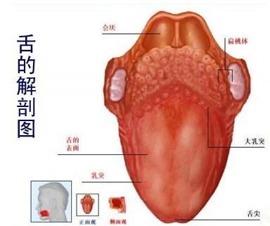 舌癌是因為說話太多了嗎？怎樣避免癌細胞瘋長？