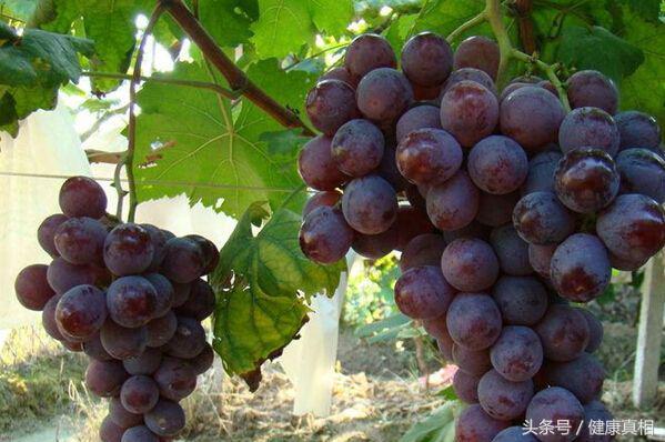 夏天吃葡萄有7大好處，可惜很多人都不會吃