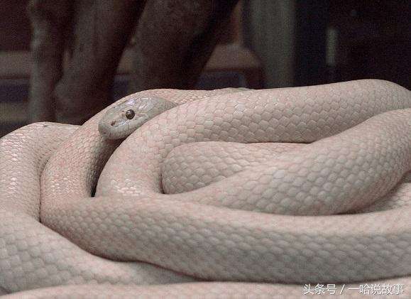 70歲鄉村婦女生下一條白蛇，老伴將其養大後，白蛇蛻皮化龍 ……