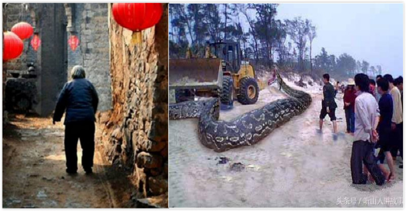 村里抓到一条巨蛇,三婆跪求放了它,十年后,巨蛇化蛟,送她魂儿一路回家