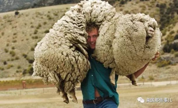 為了不被剃毛，這只羊踏上逃亡之旅，一逃就是6年… 最後，它成了紐西蘭的傳說！ 