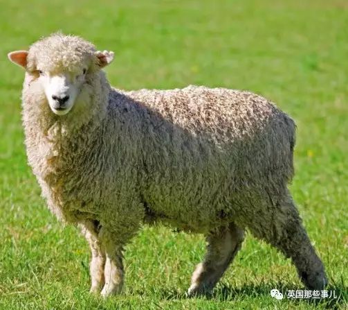為了不被剃毛，這只羊踏上逃亡之旅，一逃就是6年… 最後，它成了紐西蘭的傳說！ 