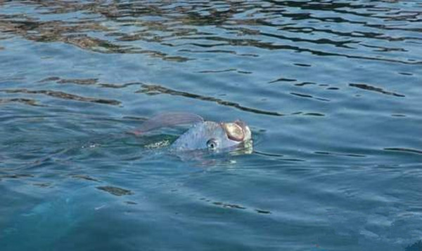 台灣沙灘出現超罕見海龍王「地震魚」活體！沒想到牠的「廬山真面目」竟然是這樣…太讓人吃驚了！ 