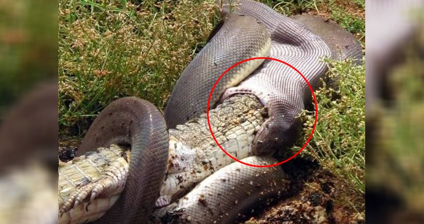 摄影师拍到「蟒蛇王生吞巨鳄」超猛画面,没过一个月却