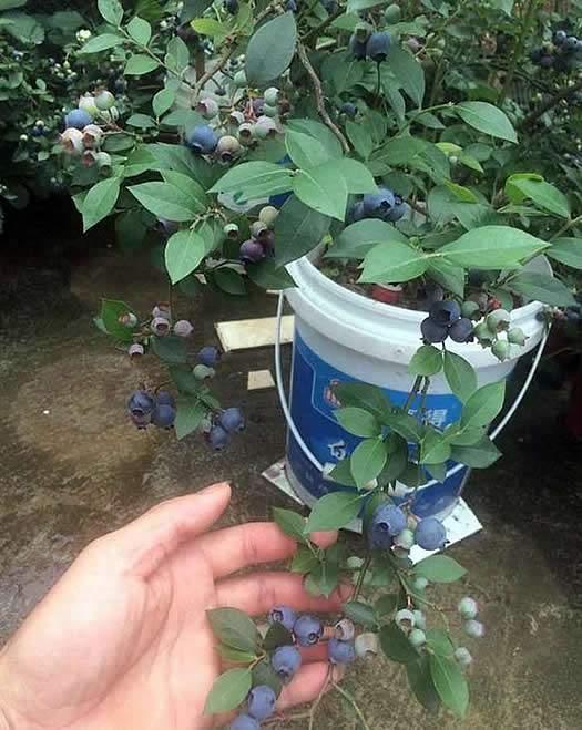 蓝莓营养高但超贵,教你用一个桶「自己种!