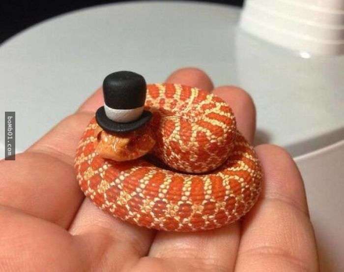 ▼戴花环的小蛇,白色的蛇很漂亮啊. ▼这是一条绅士蛇,它带著礼帽呢.