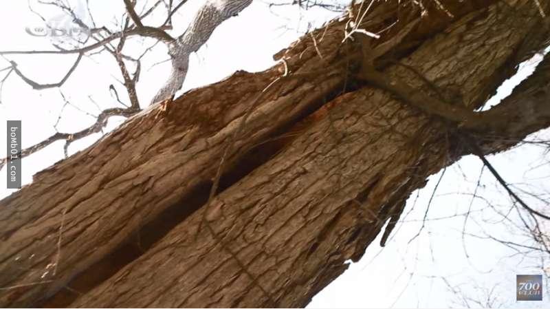 8歲小女孩意外掉進「高達9公尺」的樹洞卻毫髮無傷，把爸媽給嚇壞了！沒想到10天後，家人發現她的肚子竟然…