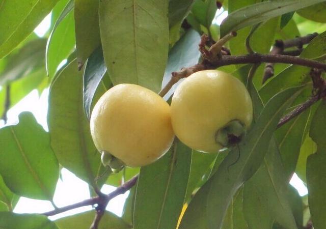 樹上這「水果」，只吃皮不吃肉，市面賣15一斤，有誰認識嗎？