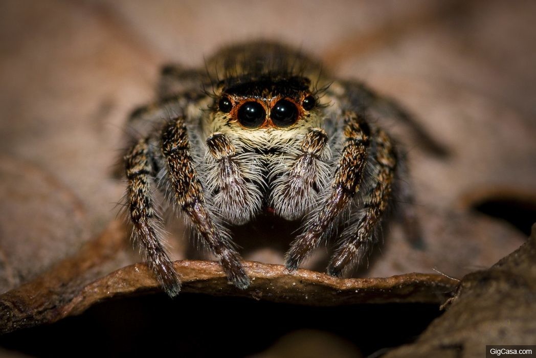 研究：如果蜘蛛想的話可以，隨時「可在1年內吃光地球上所有人類」！