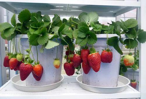 草莓那麼貴別買了，在家種一盆，3招讓草莓又大又甜！