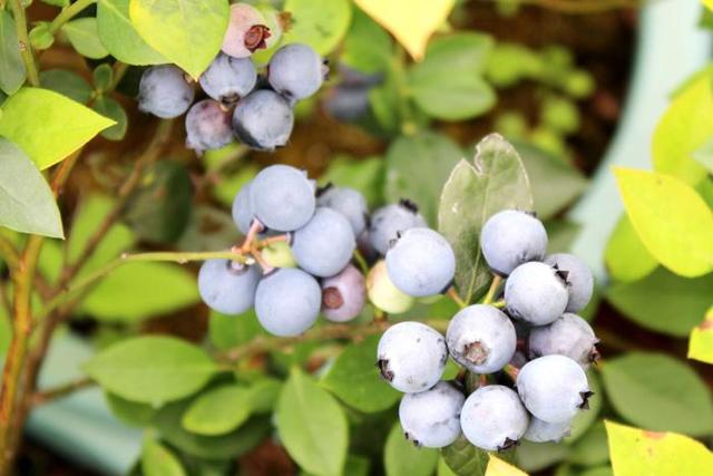 在家種藍莓，1個秘訣，藍莓成串的長，果子忒甜！