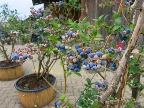 在家種藍莓，1個秘訣，藍莓成串的長，果子忒甜！