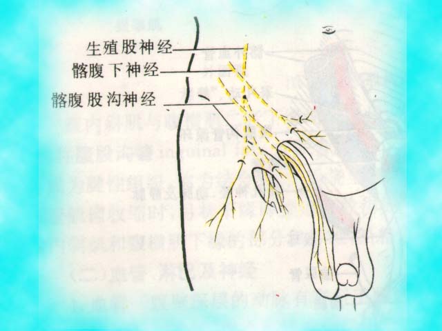 腹股沟淋巴生理结构图
