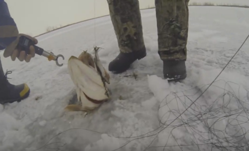 冰面上釣魚，冰洞不大，但拉出來的魚卻不小，可別小瞧了這些冰洞