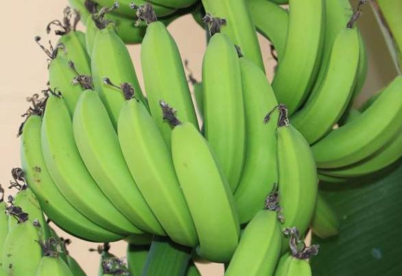 常吃熟香蕉通便效果好，養生專家說這3類人一口都不能多吃！