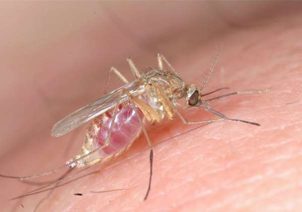研究发现,蚊子超级「欺善怕恶」,如果你常被咬,可能就