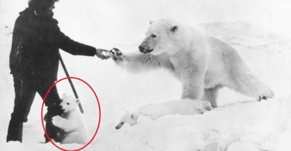 蘇聯軍人給挨餓北極熊喂食 畫面讓人很暖心
