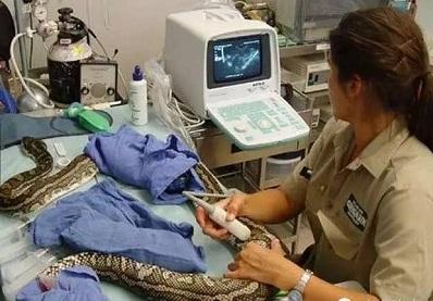 一隻女子從小養到大的蟒蛇突然開始不吃不睡，直到帶到醫院檢查時醫生告知真相。。。震驚所有人！太恐怖了．．．