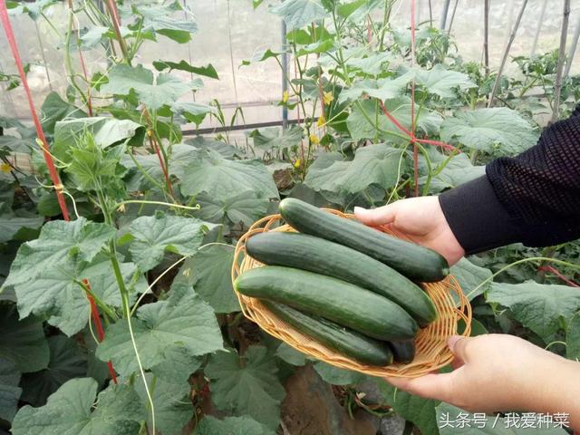 用這個方法種黃瓜，一棵能結幾十個，高產又好吃