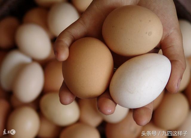 雞蛋、鴨蛋、鵝蛋、鵪鶉蛋的營養價值竟然這麼大，現在知道還不晚