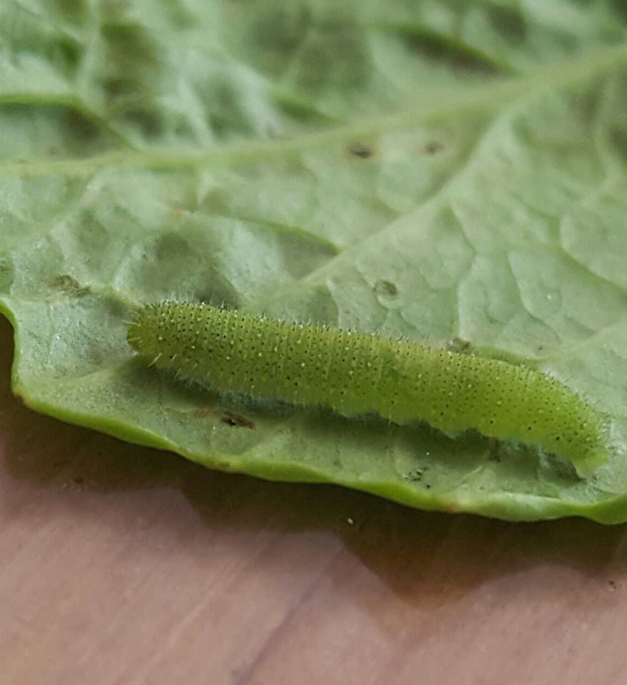 菜虫怎么养