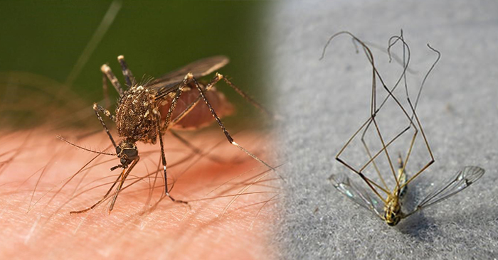 蚊子嗡嗡嗡好煩人！將這12個「防蚊妙招」學起來，保證蚊子馬上銷聲匿跡！ 