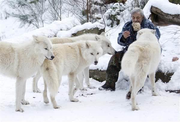 79歲老人成「狼王」，統領狼族40多年，每天吃喝睡都與狼群一起