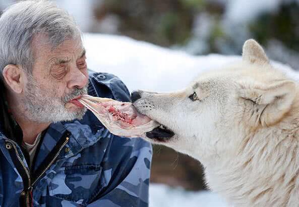 79歲老人成「狼王」，統領狼族40多年，每天吃喝睡都與狼群一起