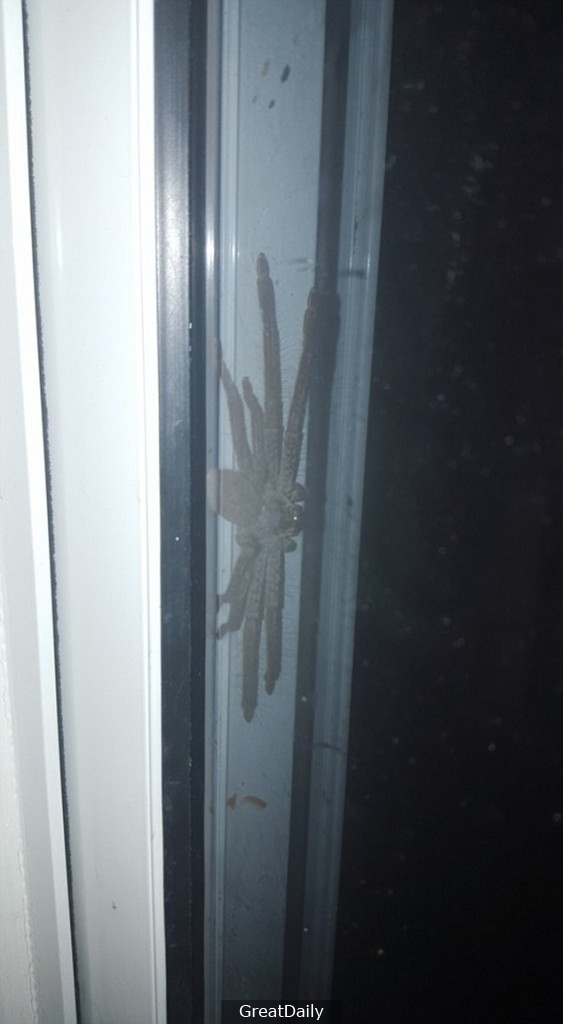 網友在家門口發現這隻「家破人亡尺寸」的蜘蛛後馬上上網求助，沒想到專家卻表示「打死牠你就虧大了」！