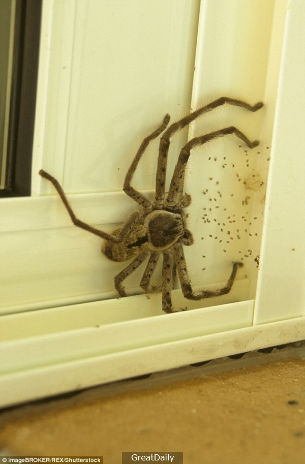 網友在家門口發現這隻「家破人亡尺寸」的蜘蛛後馬上上網求助，沒想到專家卻表示「打死牠你就虧大了」！