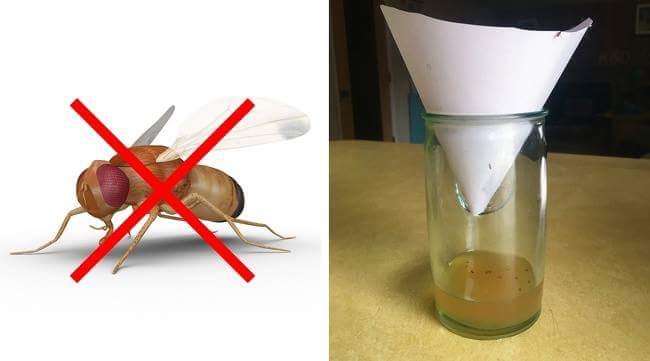  跟昆蟲說掰掰！　10個「實測很有效」的方法　它們再也不敢闖進你家