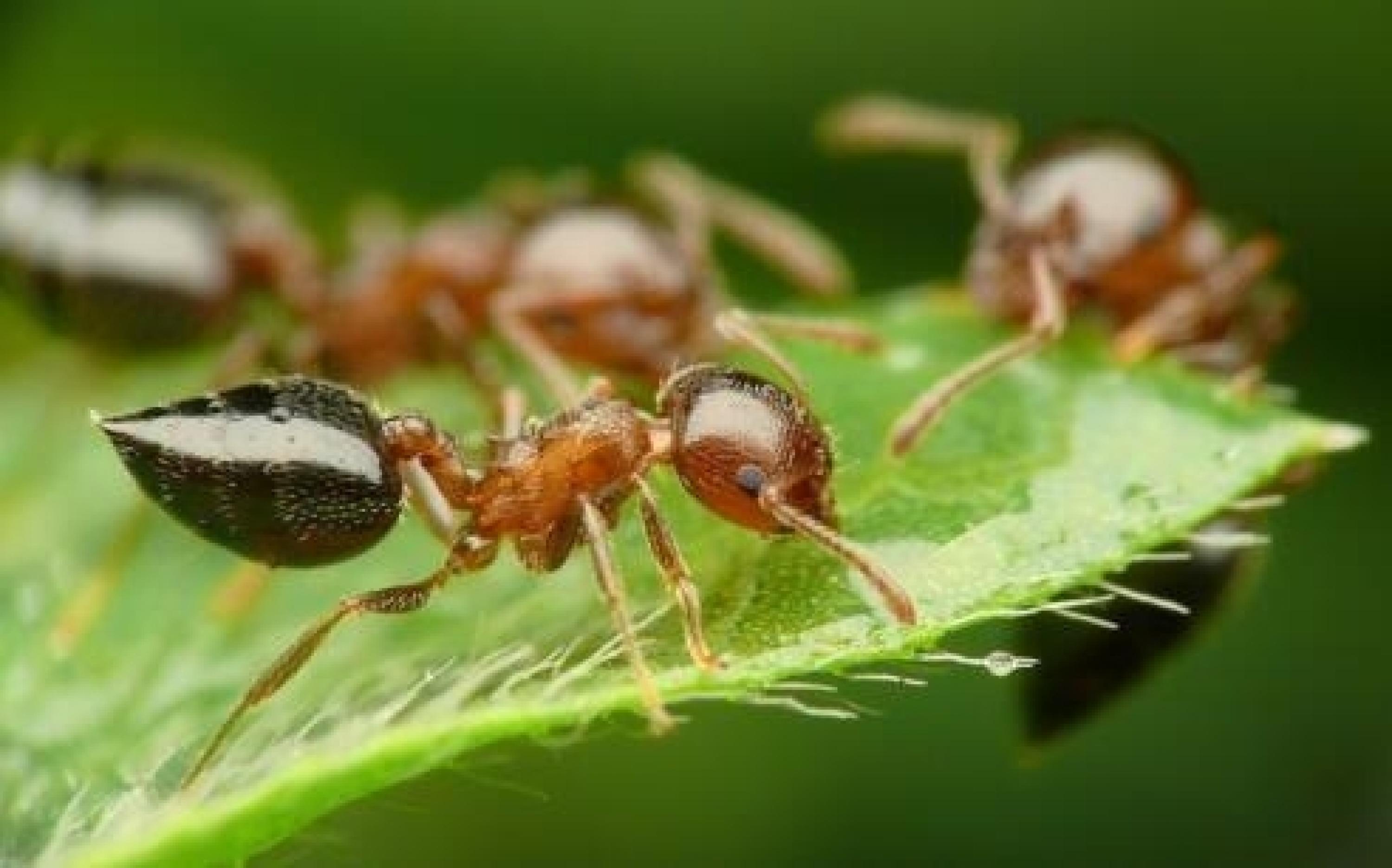 家里发现「白蚂蚁」怎办只要2天,不用虫剂就能把