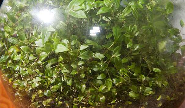 他在密封玻璃瓶中種上植物　58年後成「全球最小生態系」 超神奇