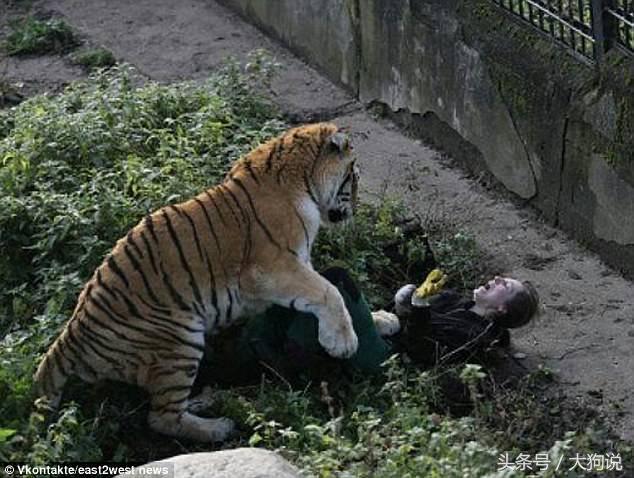俄羅斯女子被老虎蹂躪10分鐘，當時心中只惦記著孩子